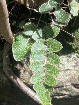 Image of Cheilanthes muelleri (Hook.)