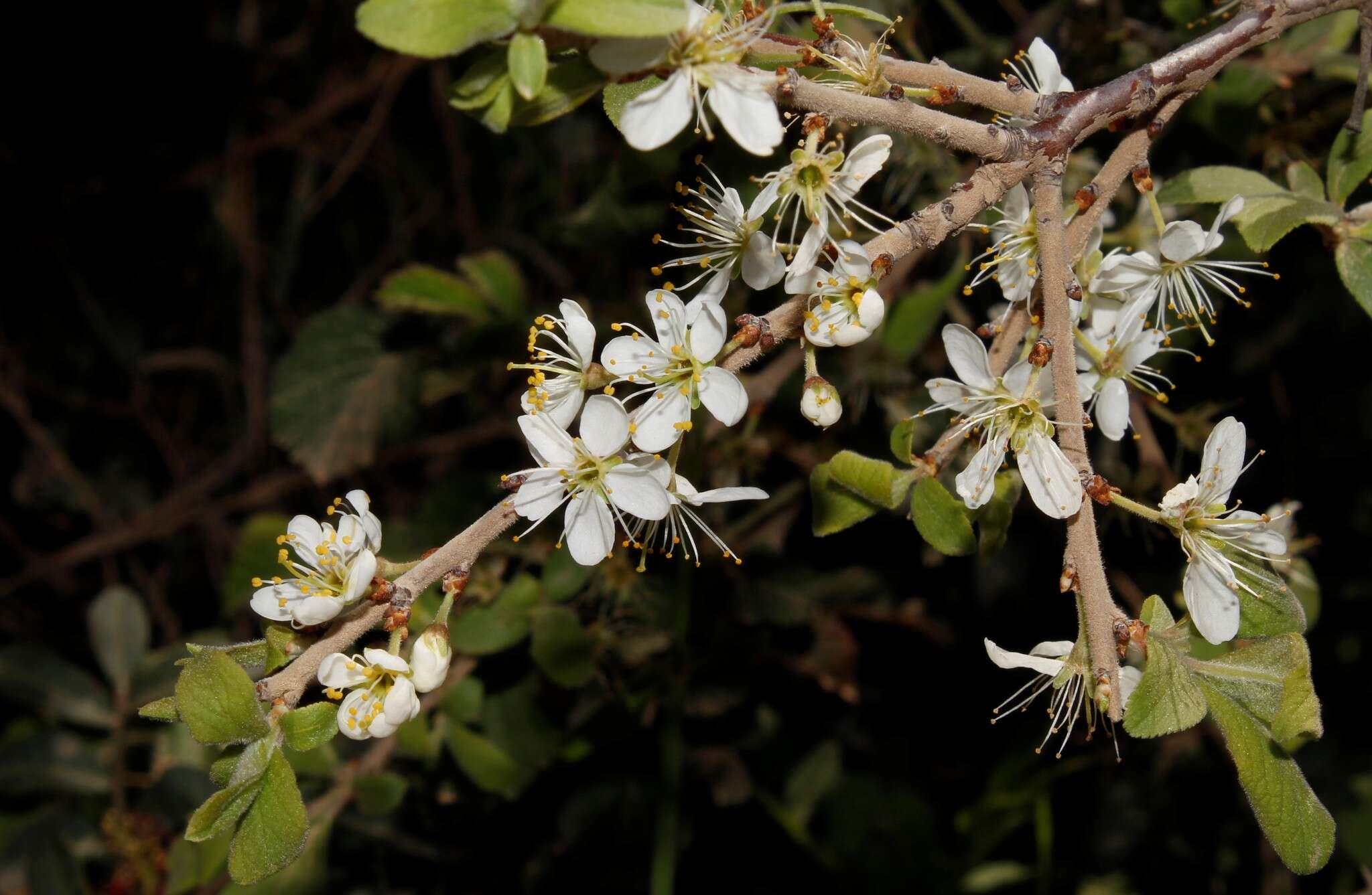 Image of Prunus spinosa subsp. dasyphylla (Schur) Domin