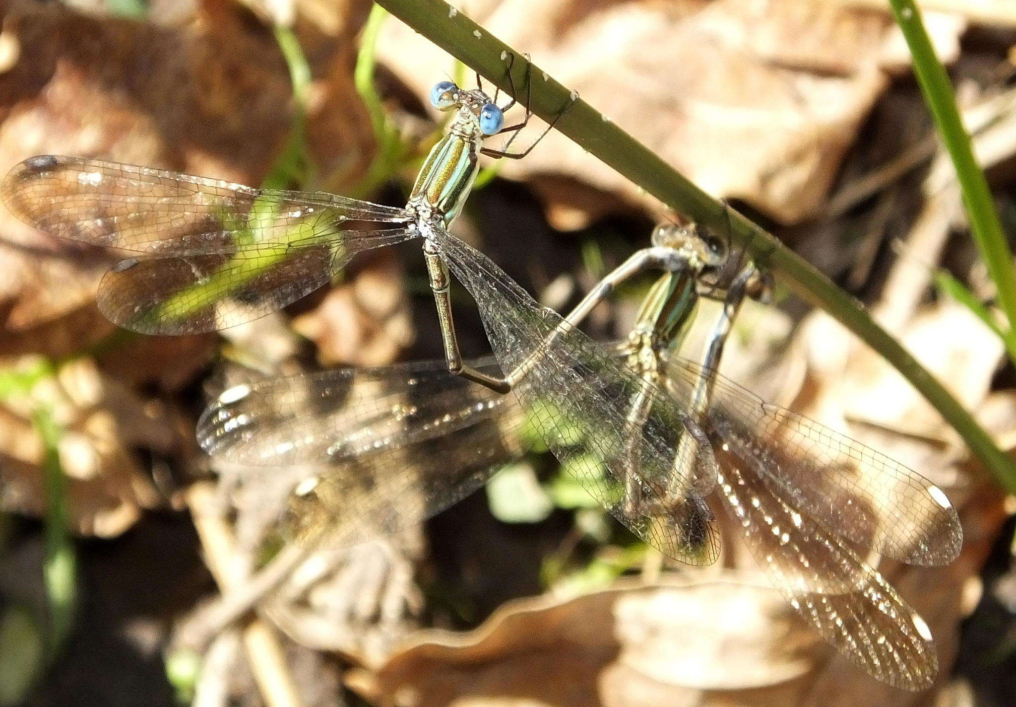 Imagem de Lestes virgatus (Burmeister 1839)