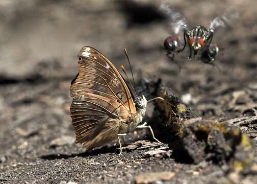 Imagem de <i>Euptera hirundo</i>