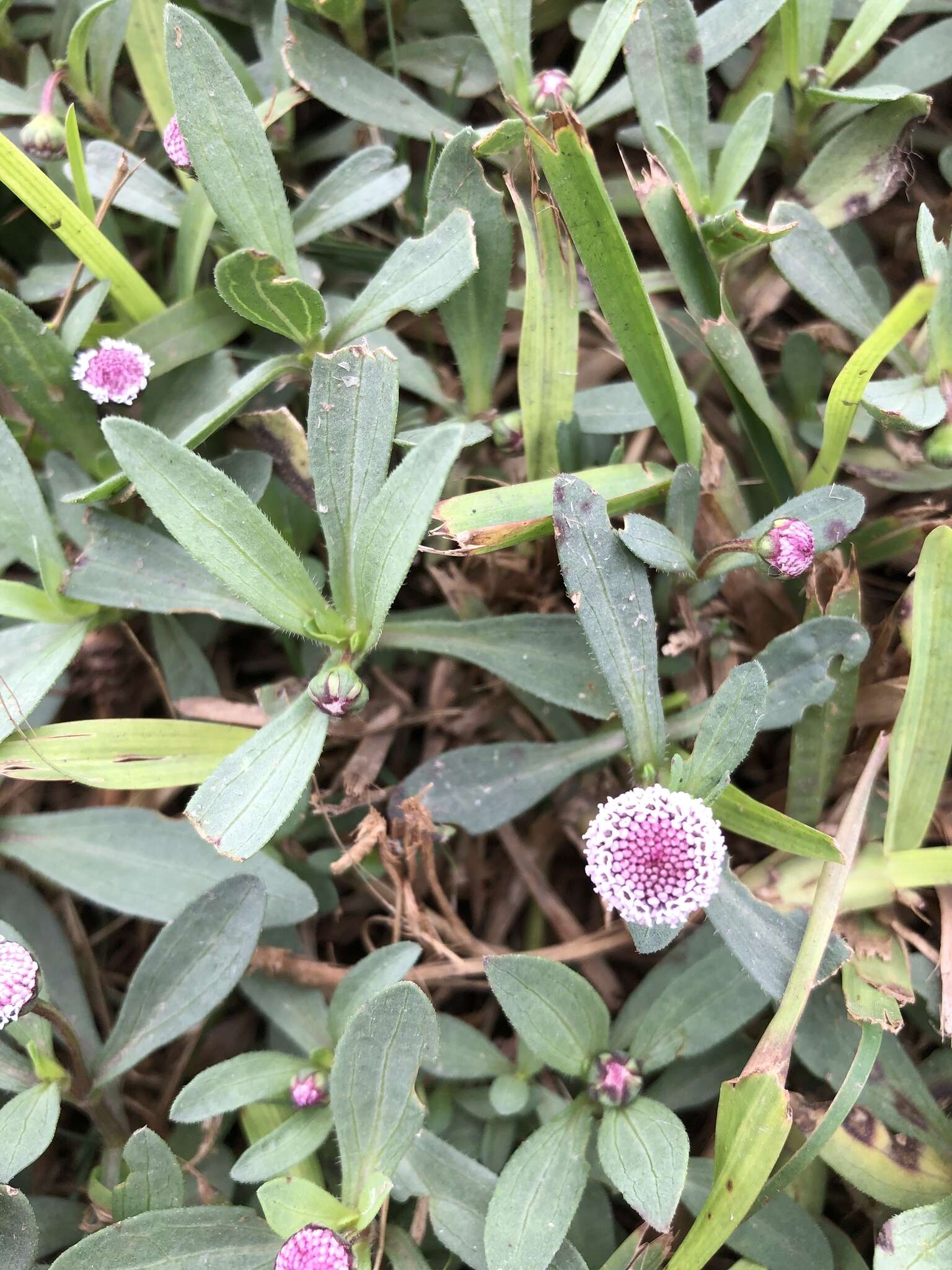 Image of Spilanthes leiocarpa DC.