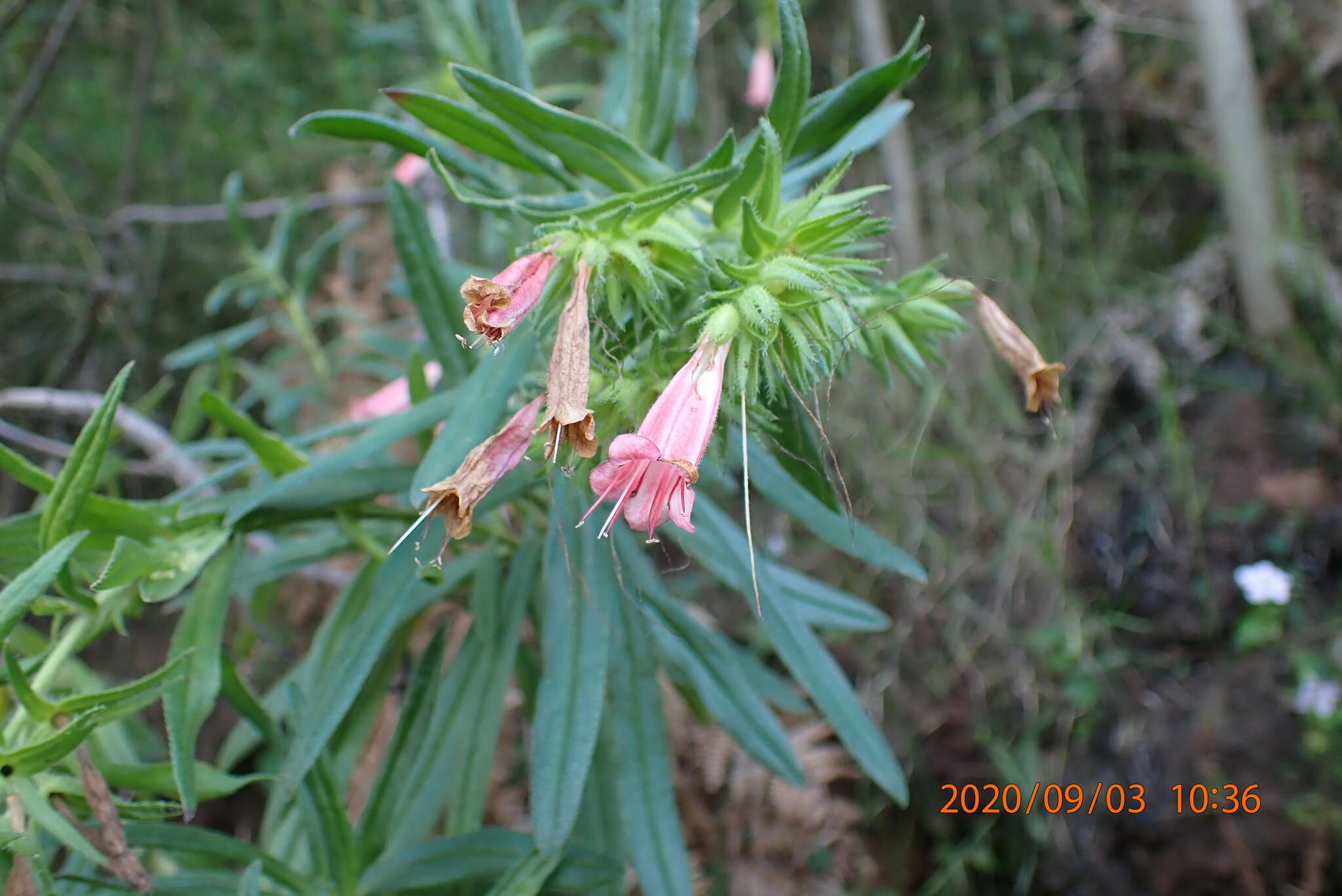 Lobostemon belliformis M. H. Buys resmi