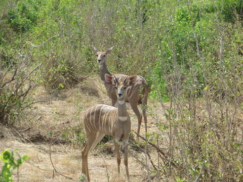 Image of Lesser Kudu