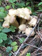 Image de Cantharellus amethysteus (Quél.) Sacc. 1887