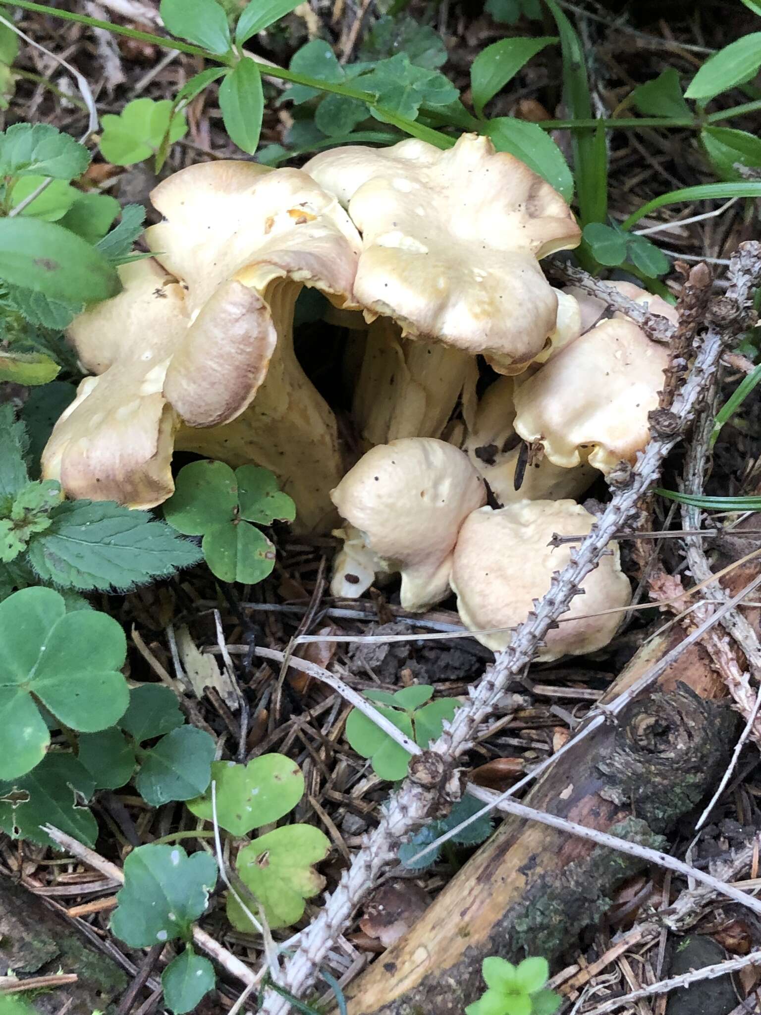 Plancia ëd Cantharellus amethysteus (Quél.) Sacc. 1887