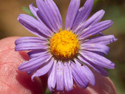 Imagem de Dieteria asteroides var. glandulosa (B. L. Turner) D. R. Morgan & R. L. Hartman