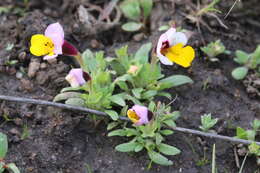 Image of Yellow-Lip Pansy Monkey-Flower