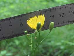 Image of Lapsana communis subsp. grandiflora (M. Bieb.) P. D. Sell