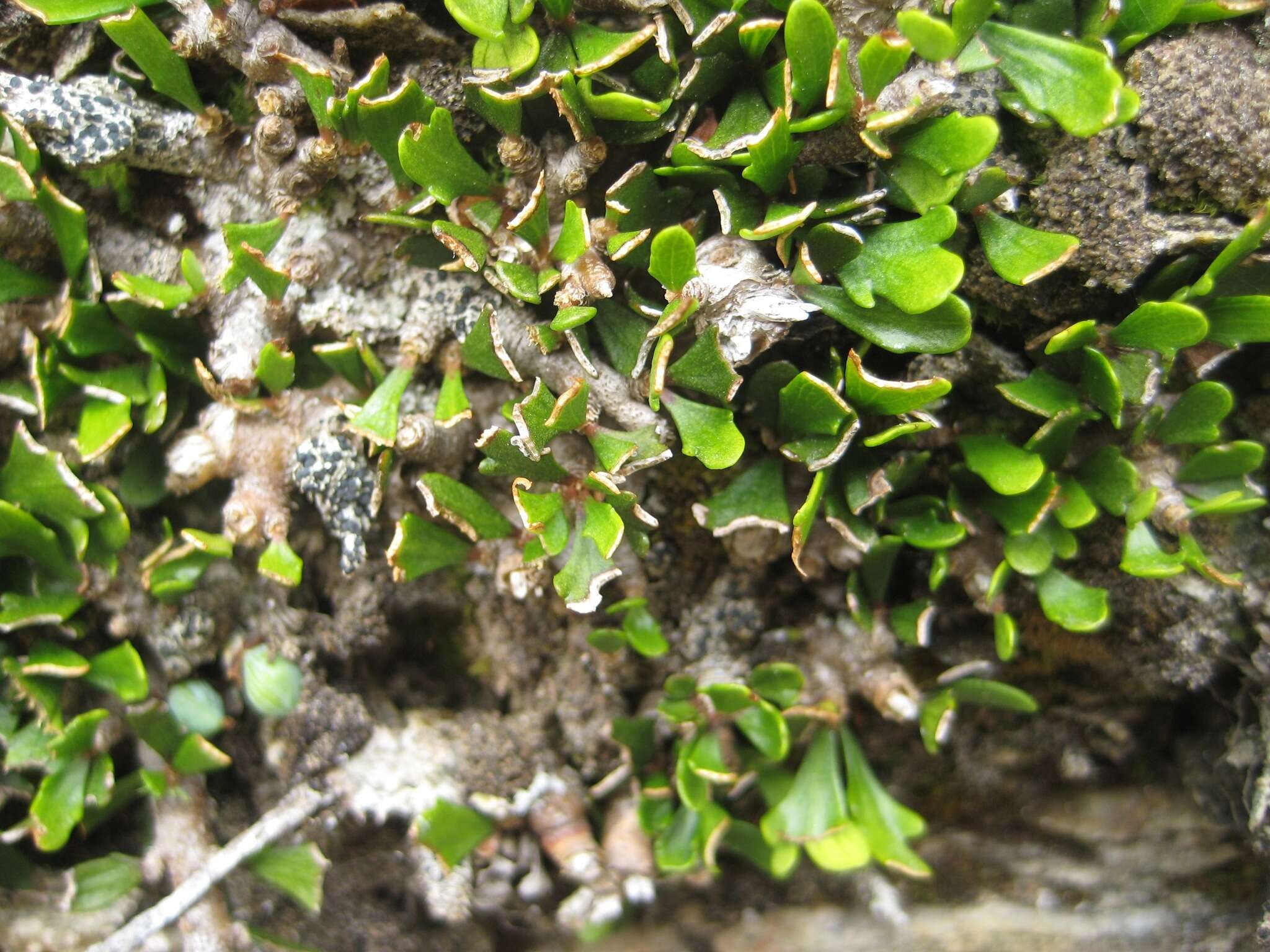 Image of Melicytus alpinus (Kirk) P. J. Garnock-Jones