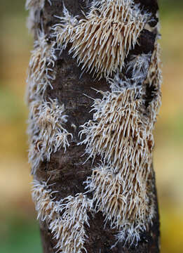 Hydnocristella himantia (Schwein.) R. H. Petersen 1971 resmi