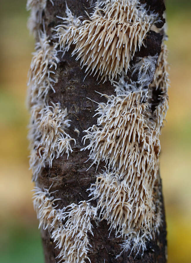 Hydnocristella himantia (Schwein.) R. H. Petersen 1971 resmi