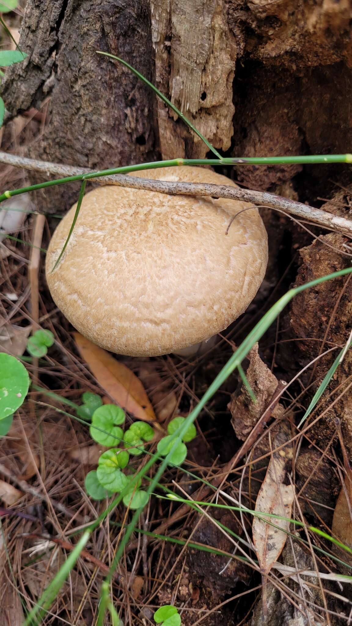 Image of Boletellus dissiliens (Corner) Pegler & T. W. K. Young 1981