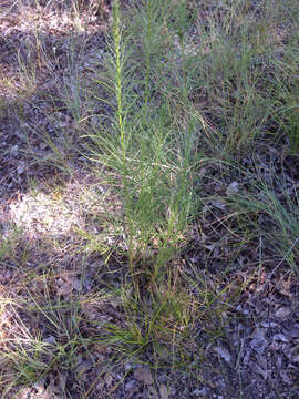 Image of blazing star