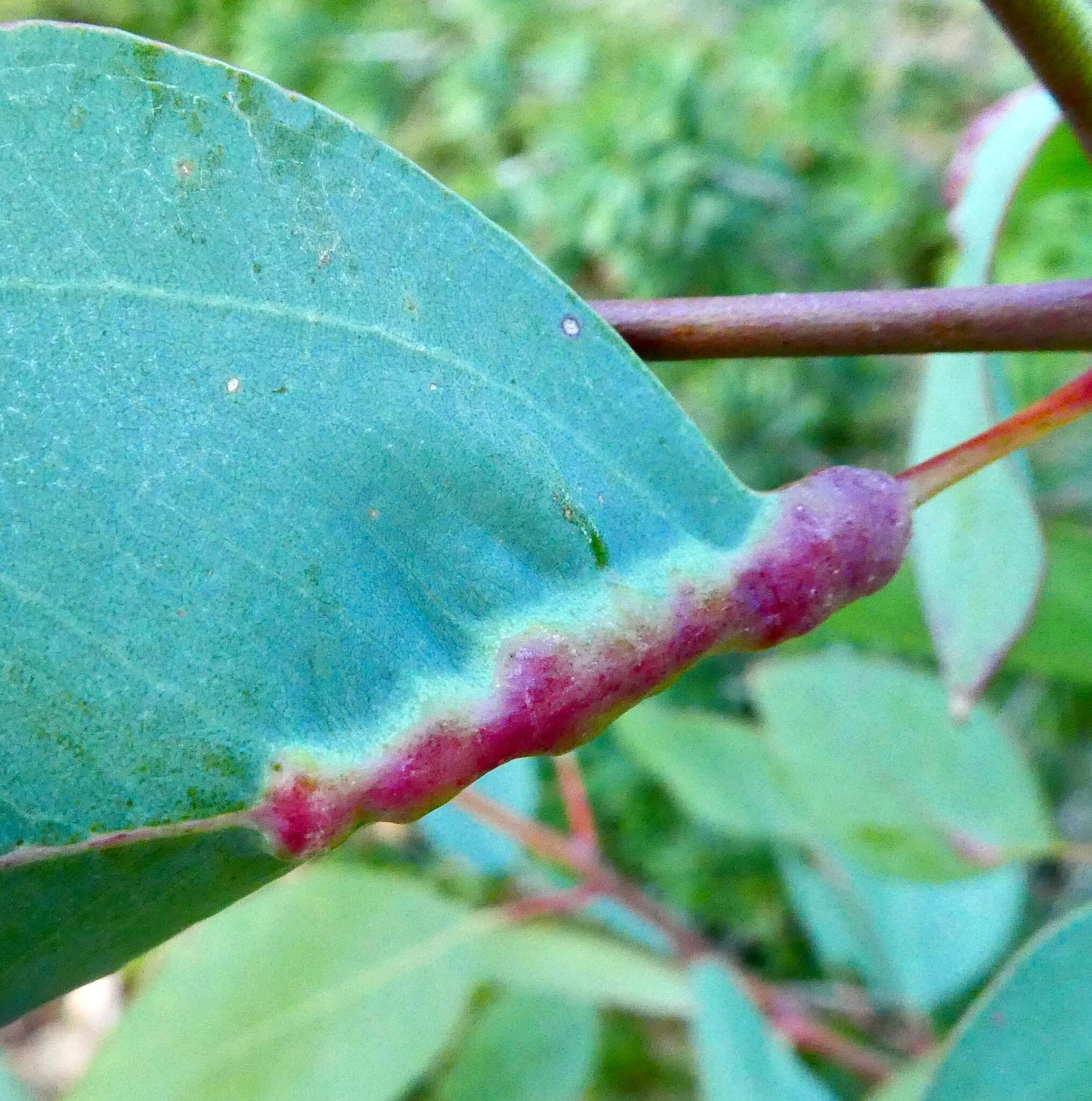 Image of Gall wasp