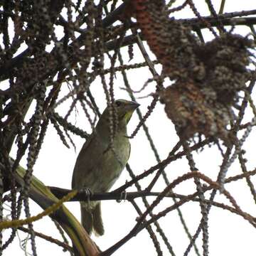 Image of Cinnamon-bellied Saltator