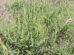 Image of Cuman ragweed