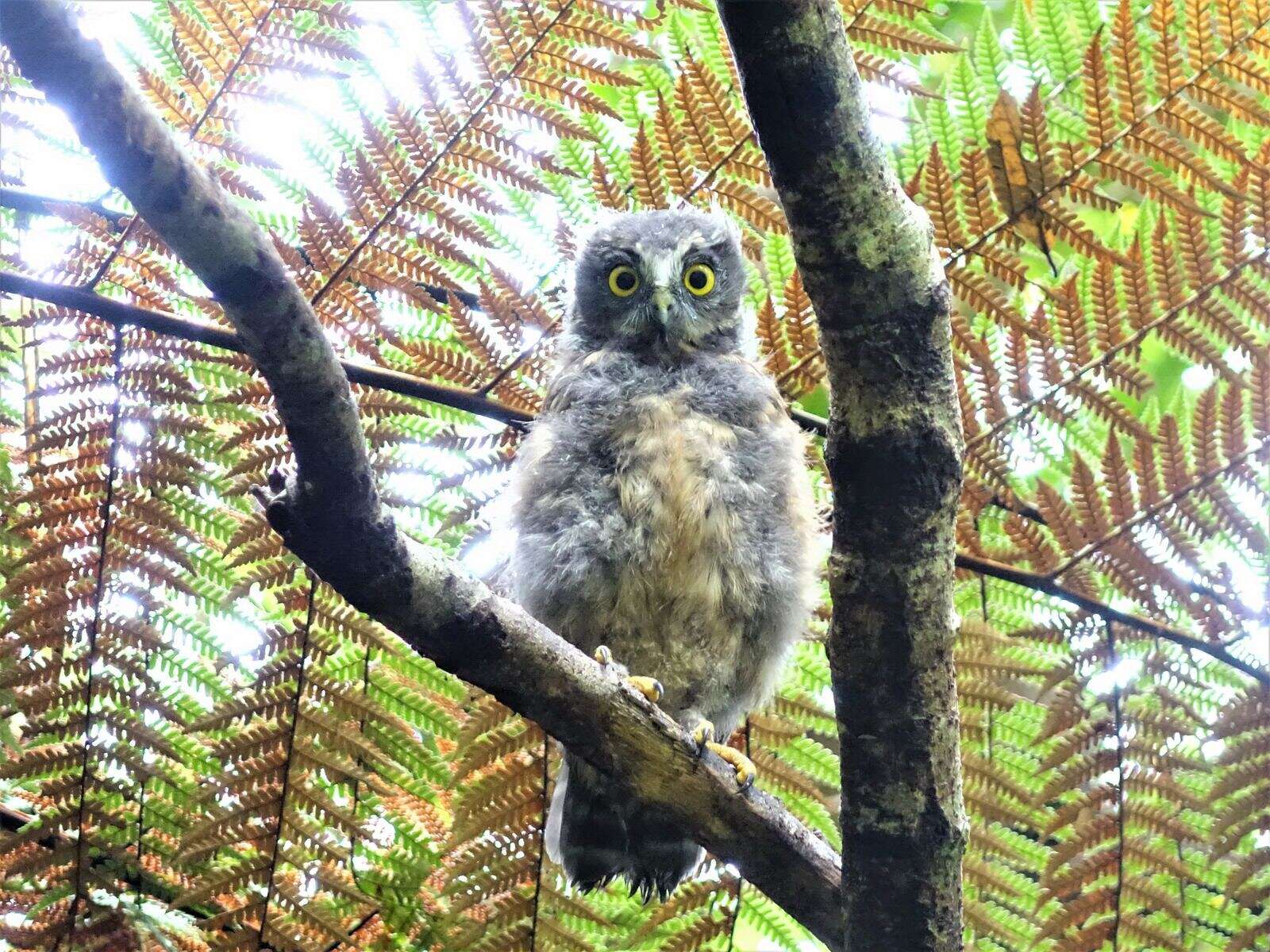 Image of Ninox novaeseelandiae novaeseelandiae (Gmelin & JF 1788)