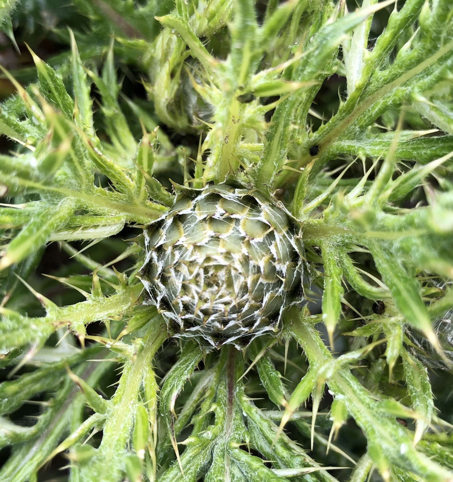 Imagem de Cirsium quercetorum (A. Gray) Jepson