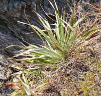 Imagem de Puya spathacea (Griseb.) Mez