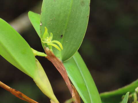 Image of Pleurothallopsis microptera (Schltr.) Pridgeon & M. W. Chase