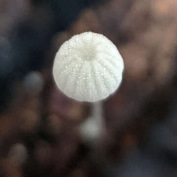 Image of Mycena pitereka Grgur. 1997