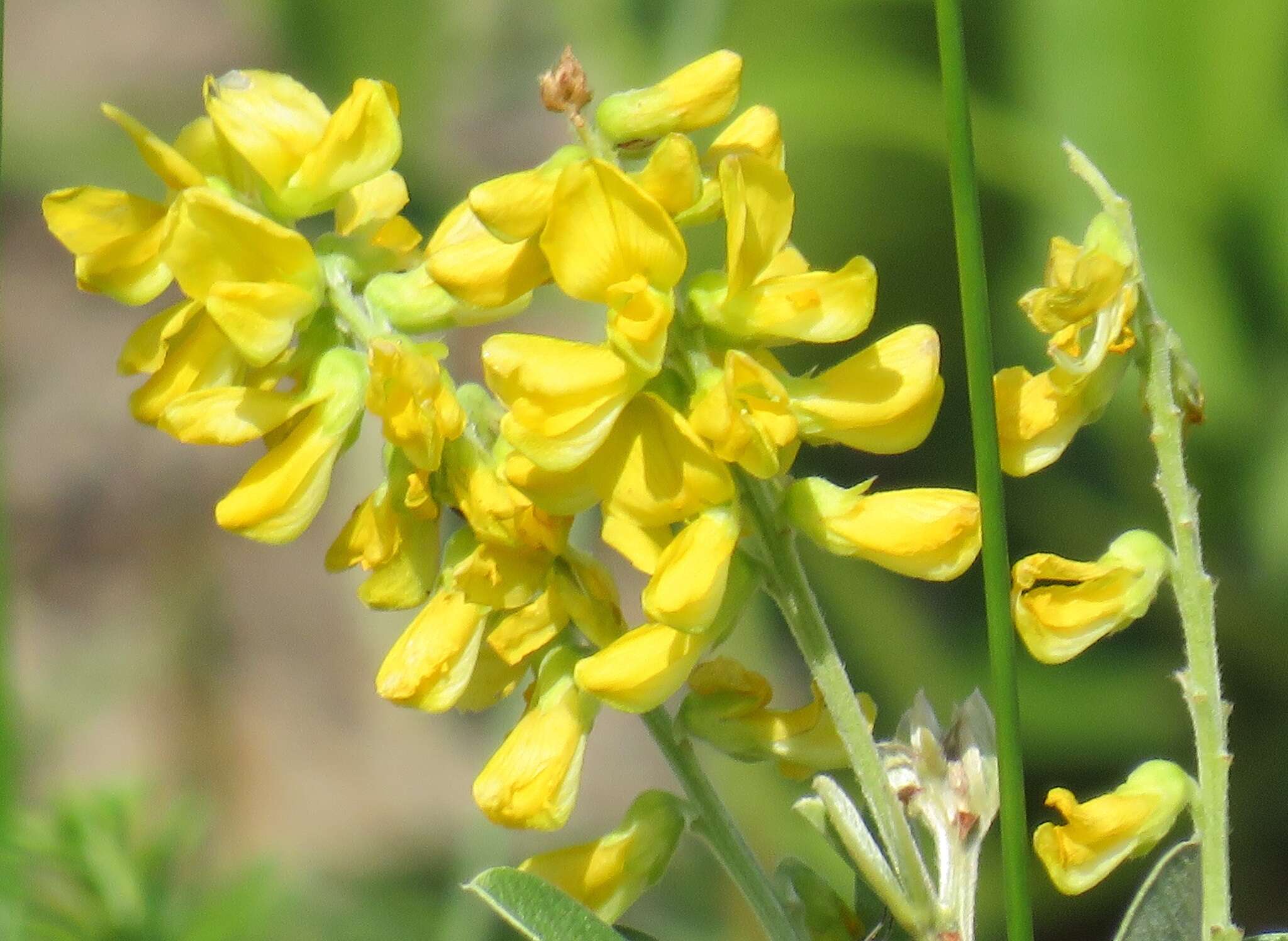 Image of Eriosema psoraleoides (Lam.) G. Don