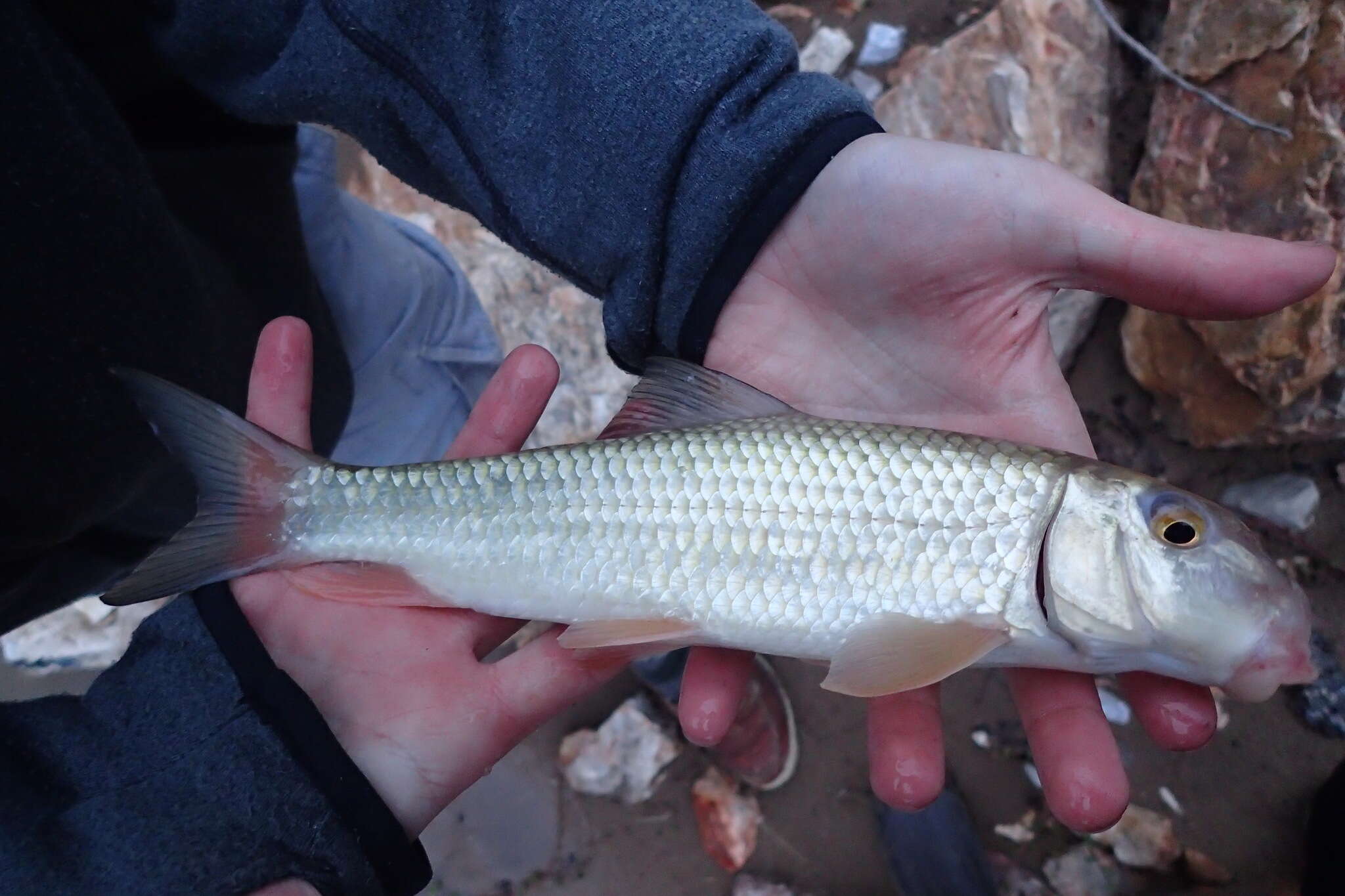 Image of Golden Redhorse