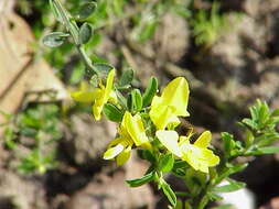 Imagem de Genista pilosa L.