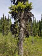 Image of Western white spruce