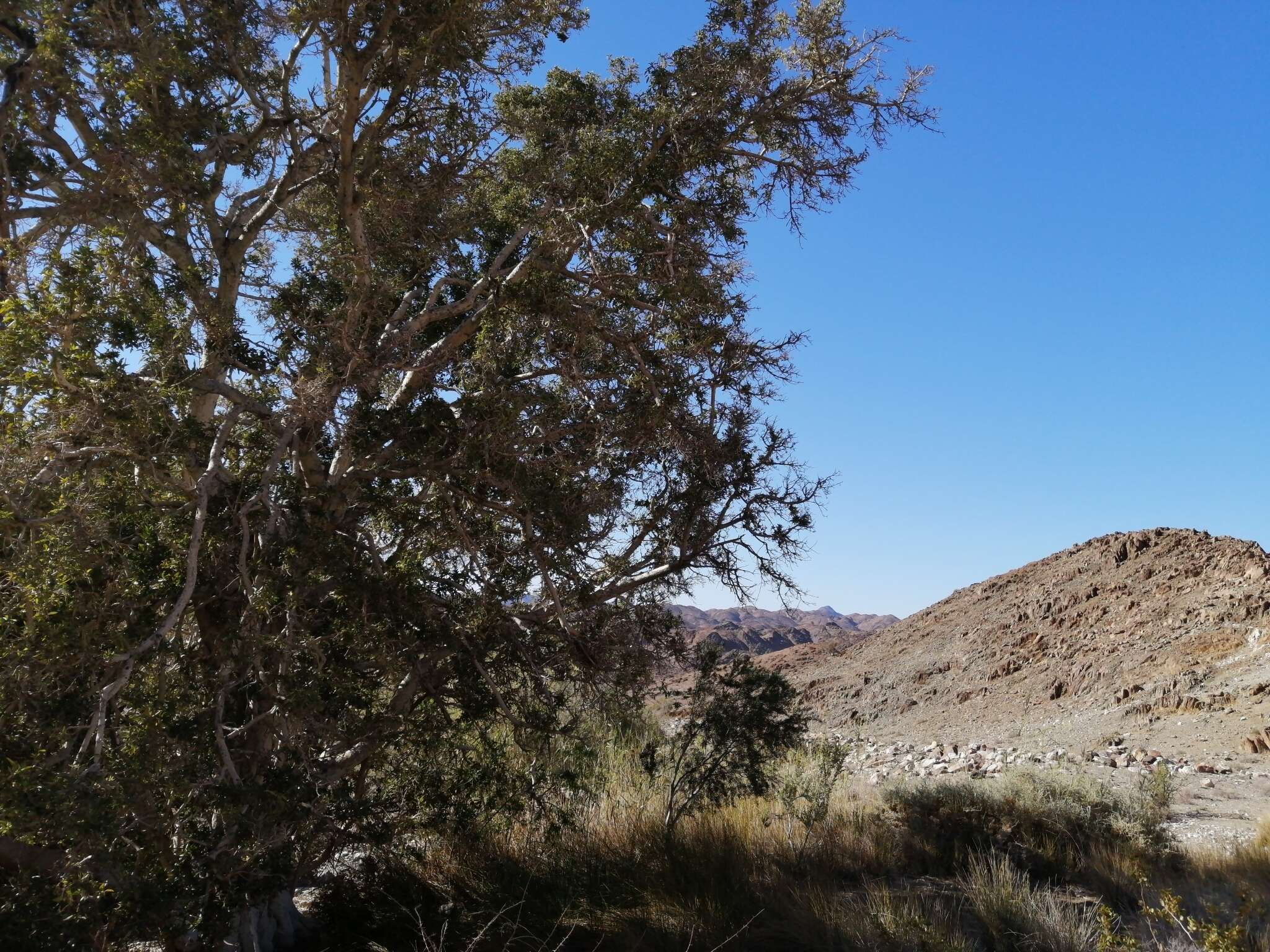 Image of Ficus cordata Thunb.