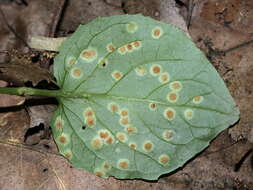 Plancia ëd Puccinia circaeae Pers. 1794