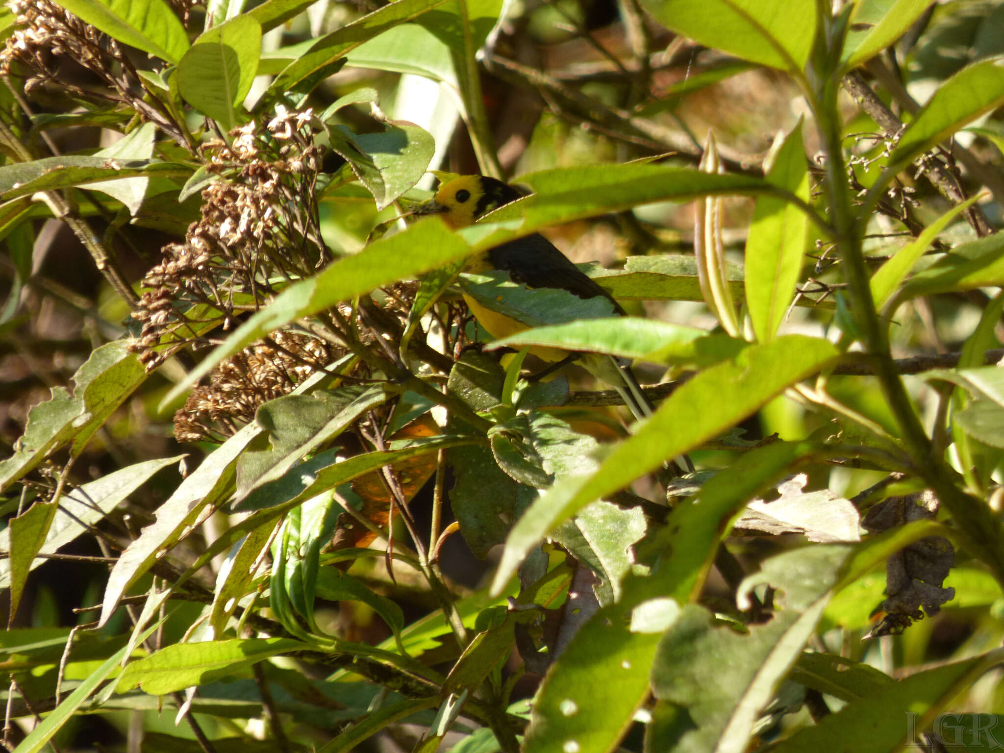 Plancia ëd Myioborus ornatus chrysops (Salvin 1878)