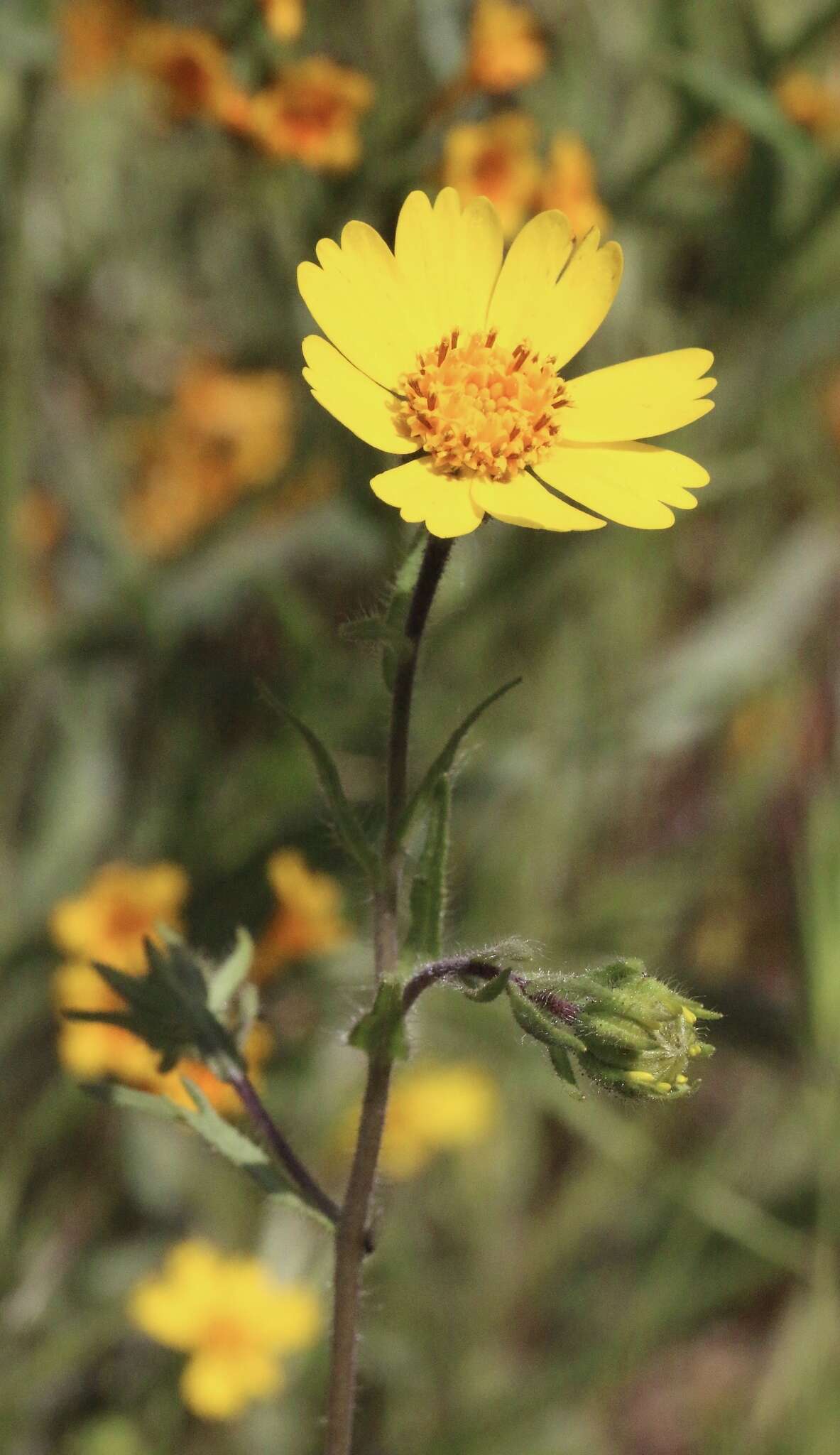 Image of Sierra tidytips