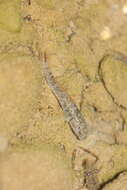 صورة Rhinogobius rubromaculatus Lee & Chang 1996