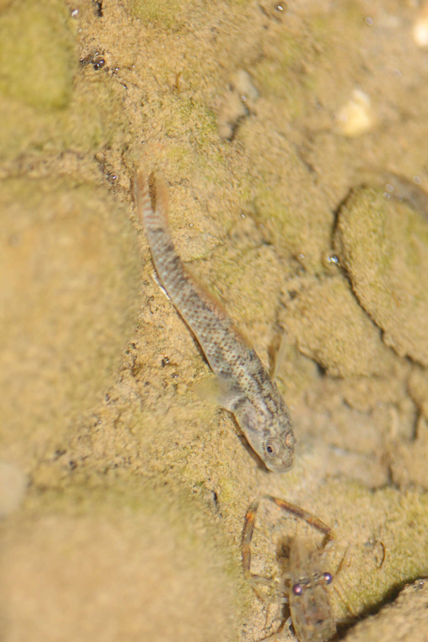 صورة Rhinogobius rubromaculatus Lee & Chang 1996