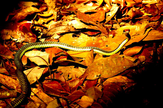 Image of Garden Flying Snake