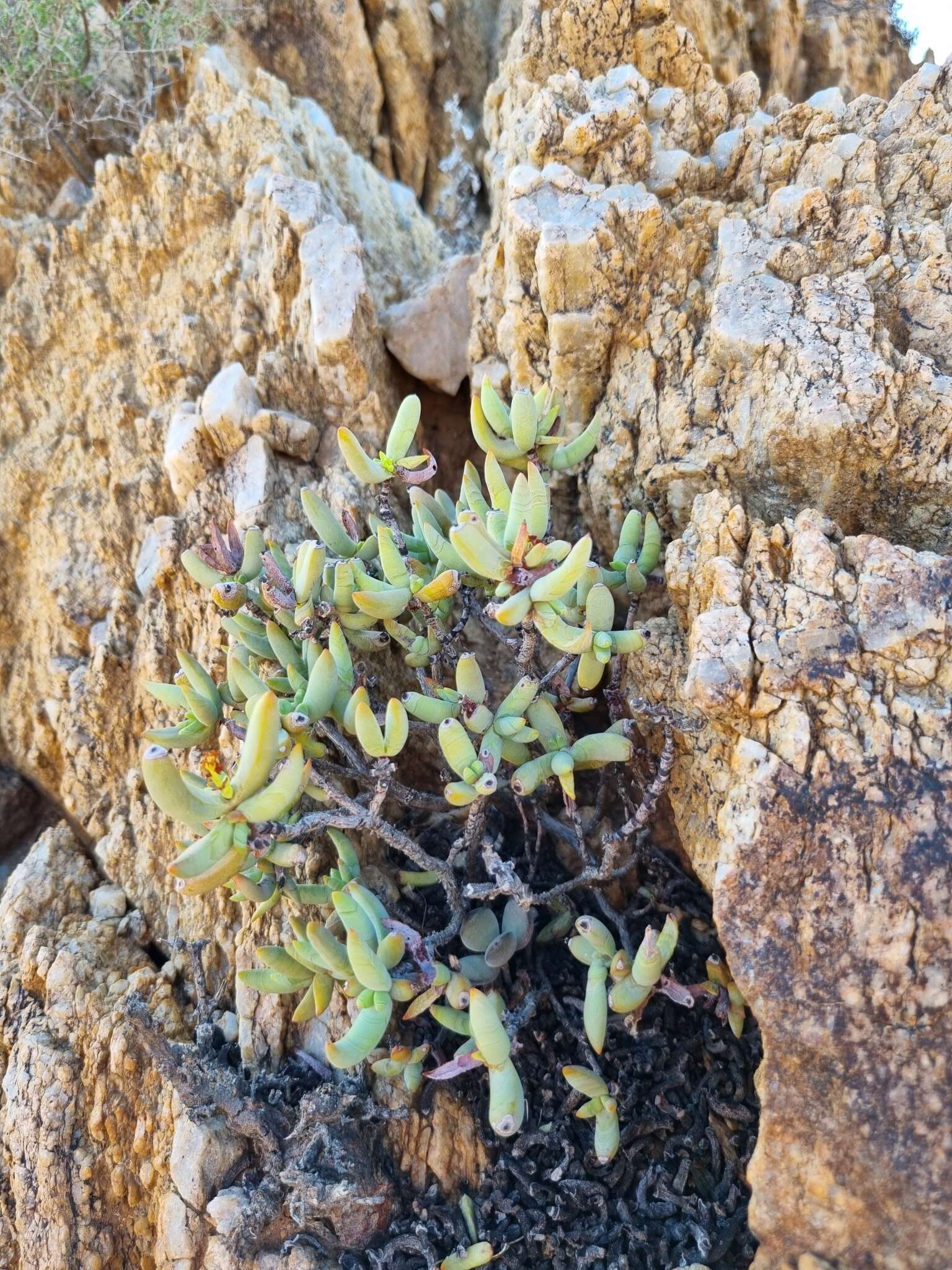 Image of Crassula brevifolia subsp. brevifolia