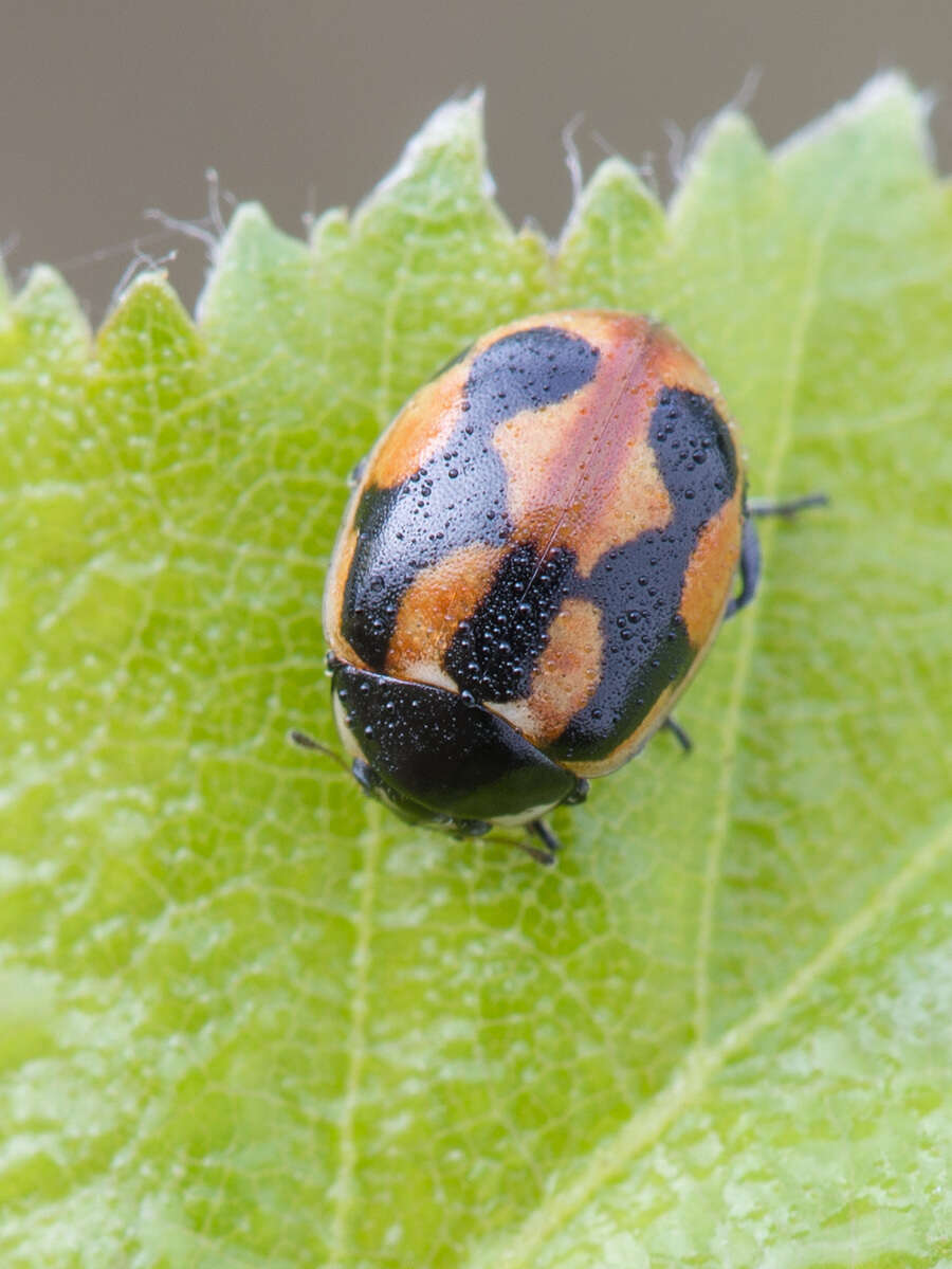Image of hieroglyphic ladybird