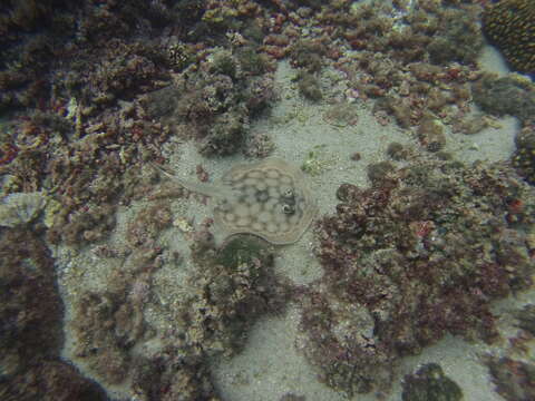 Image of Cortez Round Stingray