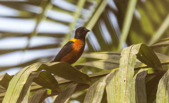 Image of Yellow-mantled Weaver