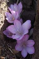 Image of Colchicum feinbruniae K. Perss.