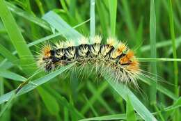 Image of Impressed Dagger Moth