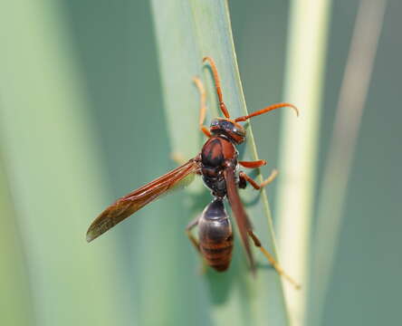 Image of Polistes erythrinus Holmgren 1868