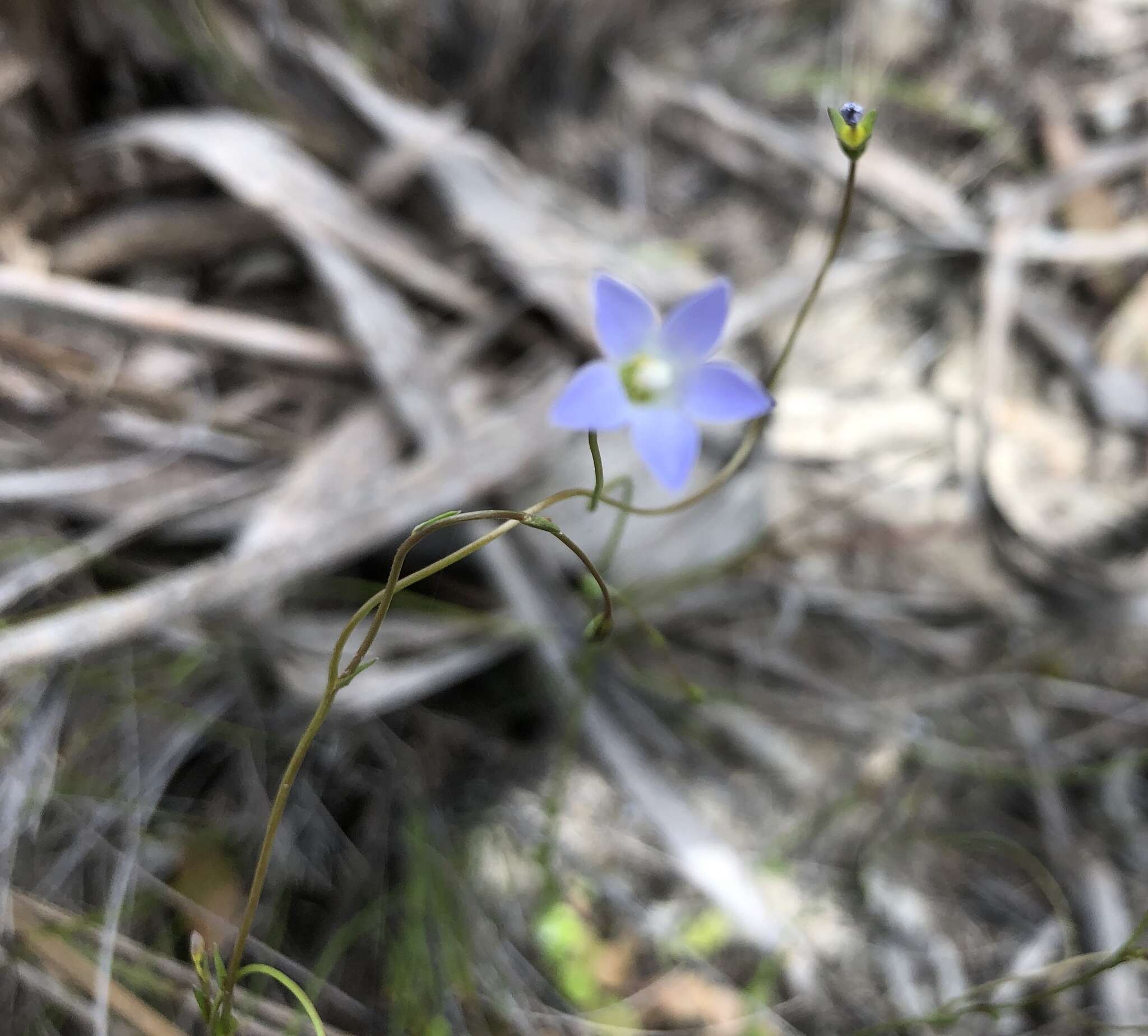 Image of Wahlenbergia gracilenta Lothian