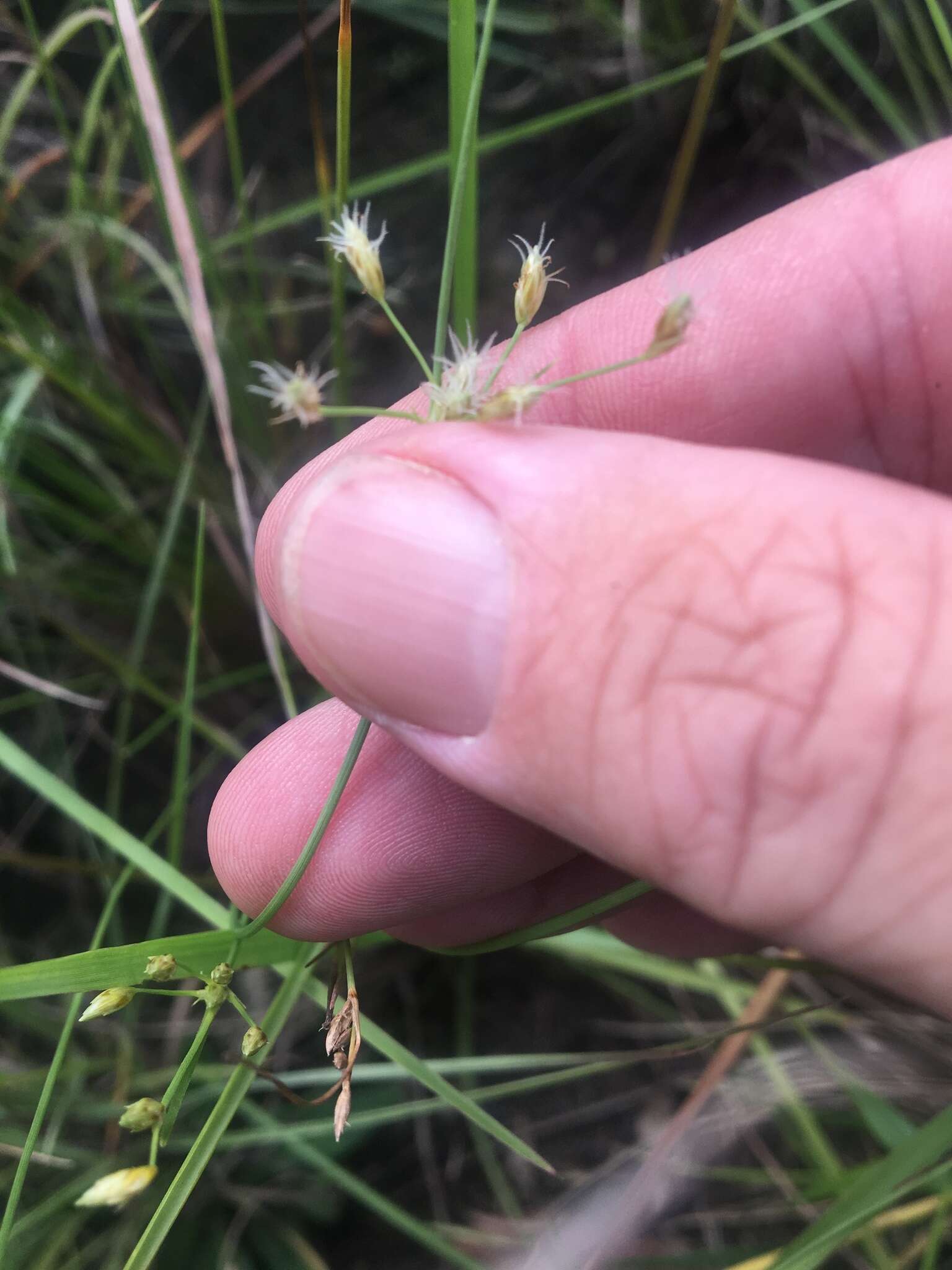 Sivun Fimbristylis dichotoma (L.) Vahl kuva