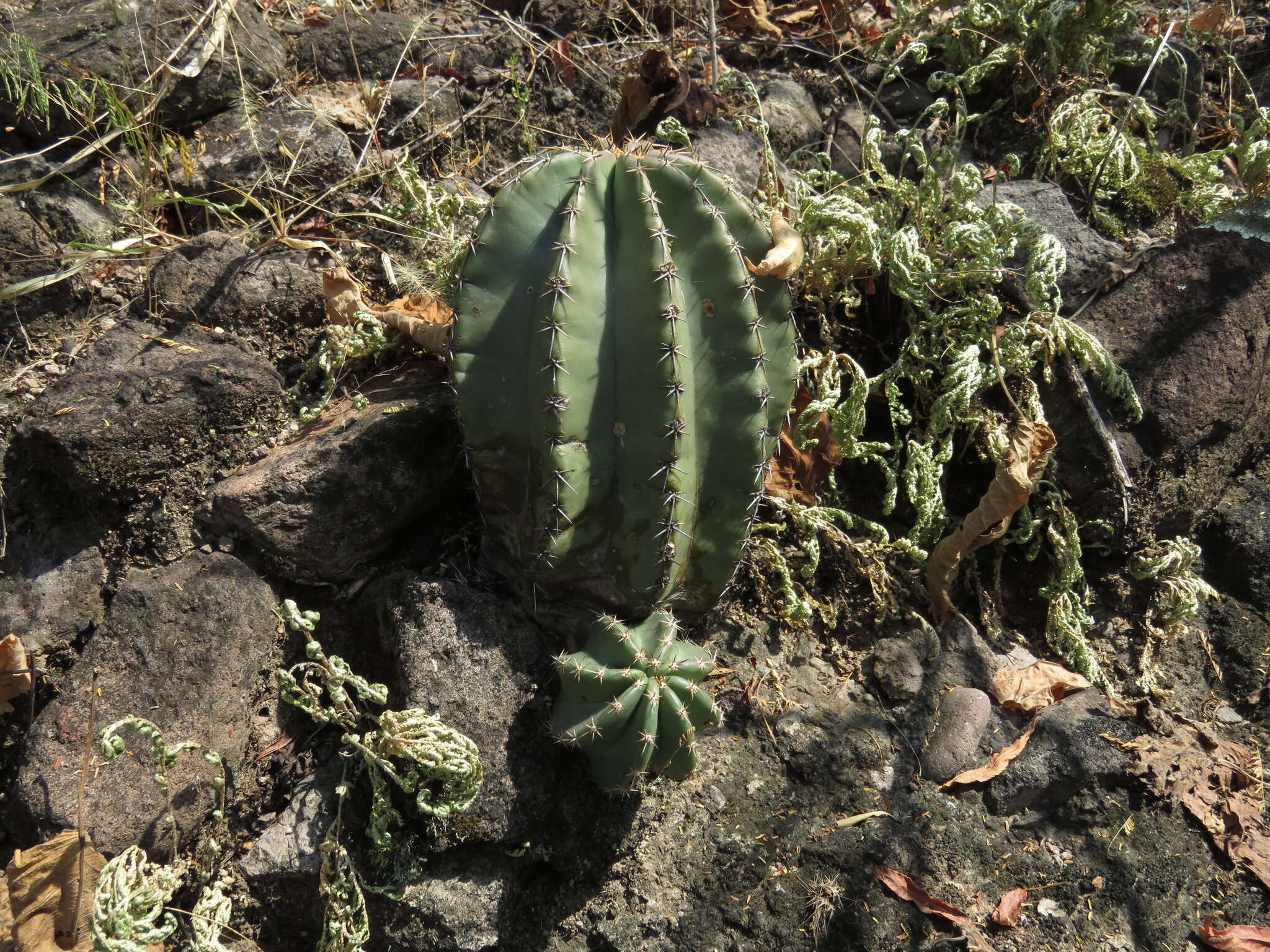 Sivun Echinocereus subinermis subsp. subinermis kuva