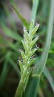 Image of Waxy Manna Grass