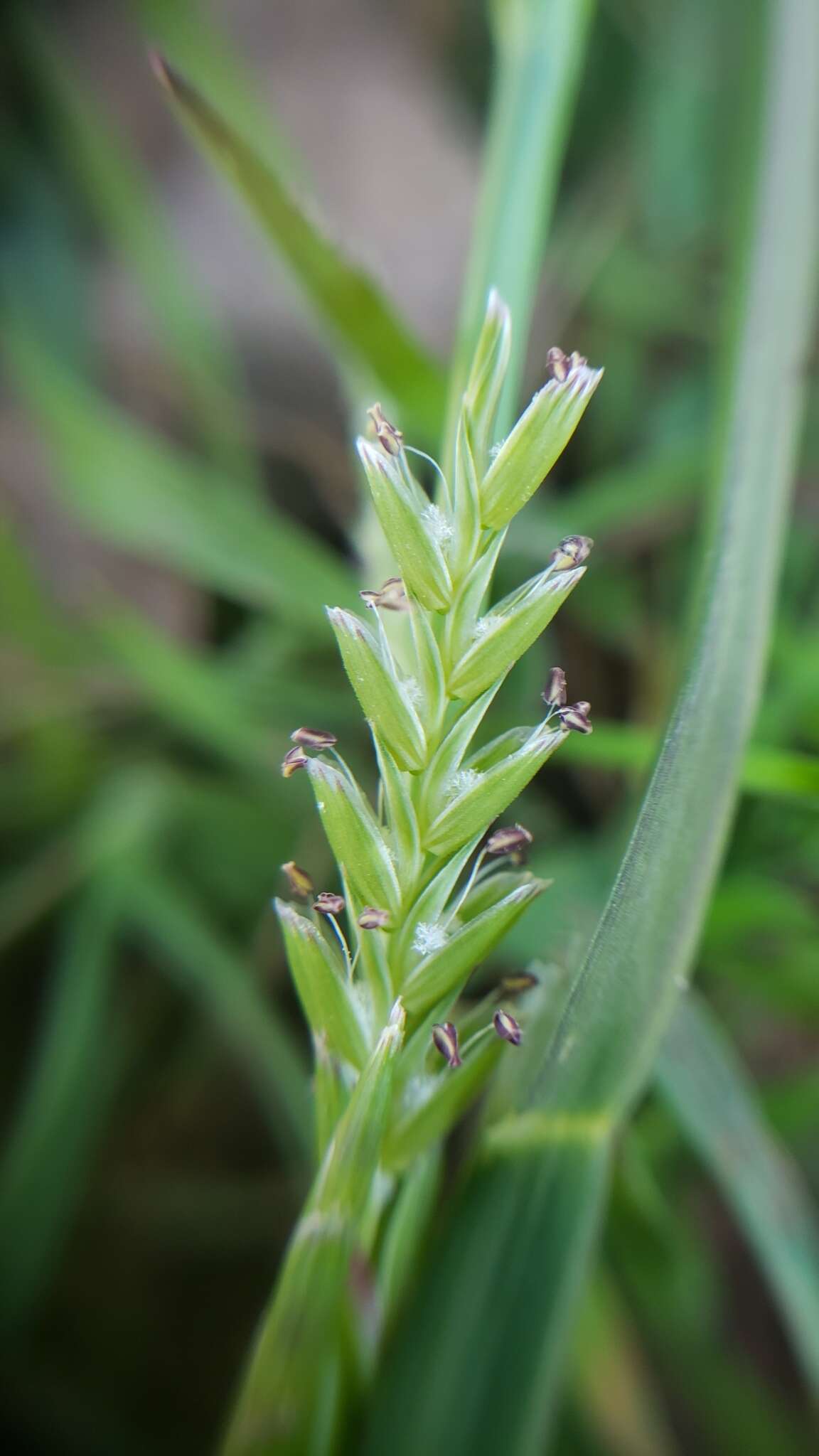 Image of Waxy Manna Grass