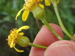 Image of Senecio inornatus DC.