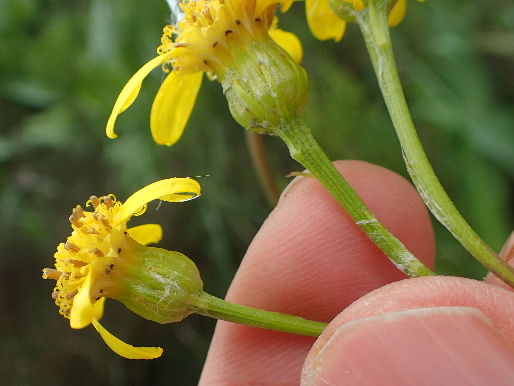 Image of Senecio inornatus DC.